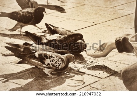 Child feeding grains to pigeons doves birds vintage retro old