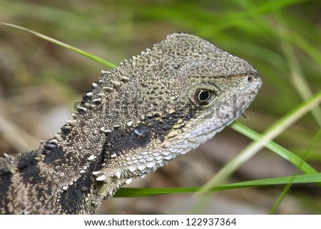 Australian wild lizard