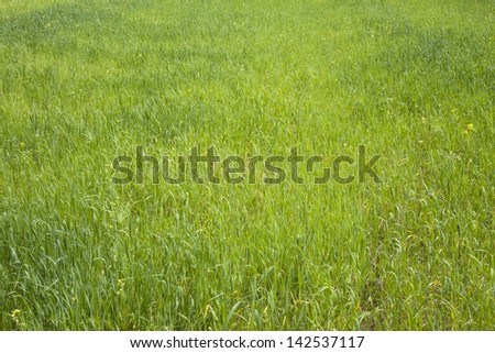 early summer light green grass field ,lea background , texture