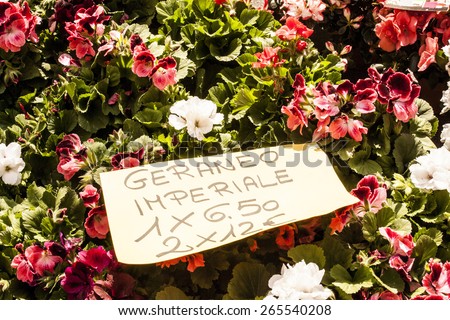 Plants, flowers for sale in a market in Trieste, spring