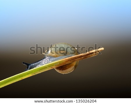 Slowing down snail