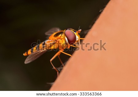 insects sting on hand