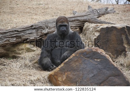 A sliver-back Gorilla sits in his enclosure with a stern look on his face.