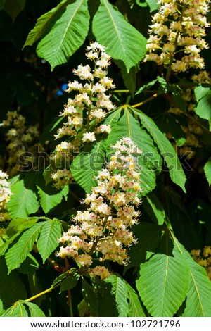 the blossoms of a chestnut tree in the spring. blossoming chestnut tree