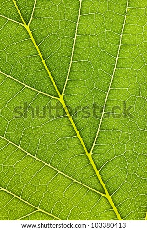 the veins of a green leaf in a close-up