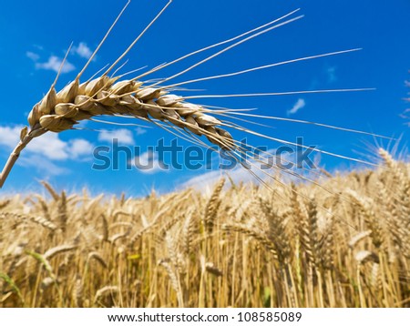 ears of barley on a cereal box, a farmer in the summer.