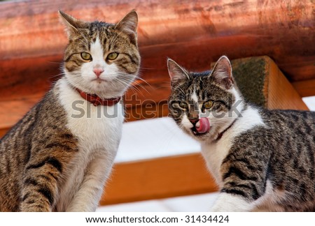 Two cats play on the roof of a house