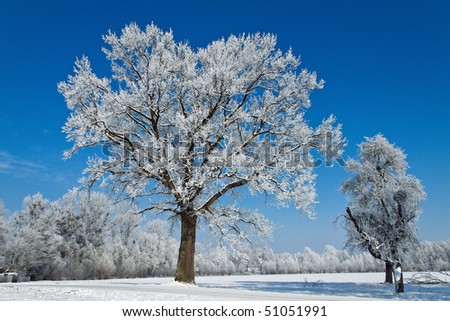 A landscape with rime, frost and snow on tree in winter.
