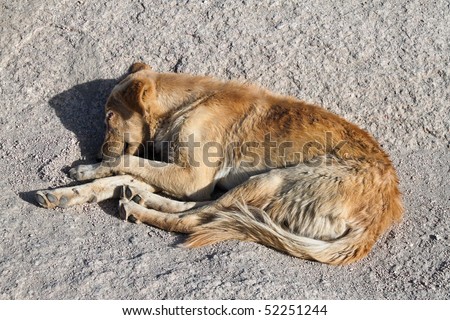 A dog sleeps in the sun.