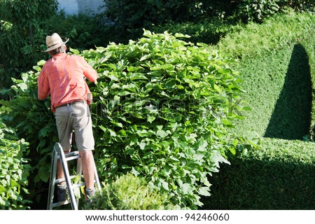 a man cutting a hedge in the garden. yard work.
