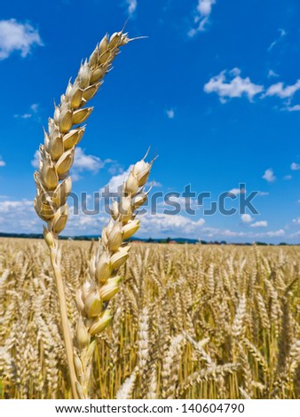 ears of barley in a field of grain a farmer in summer.
