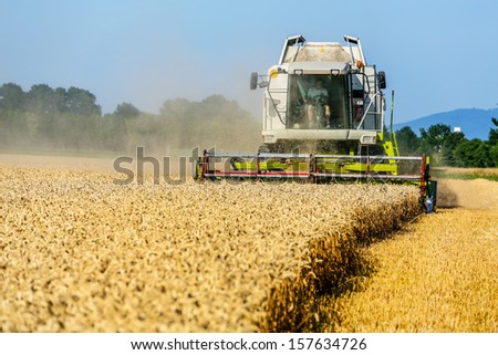a cornfield with wheat at harvest. a combine harvester at work.