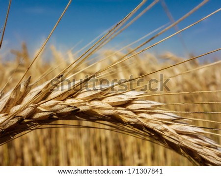 a field of grain (wheat) just before harvest. corn fields in summer.