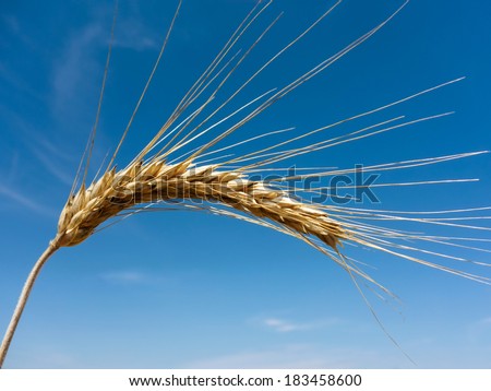 a field of grain (wheat) just before harvest. corn fields in summer.