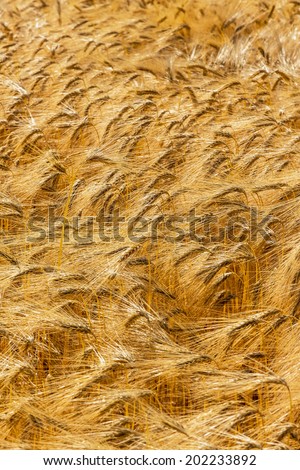 a corn field with barley waiting for harvest. symbolic photo for agriculture and healthy eating.