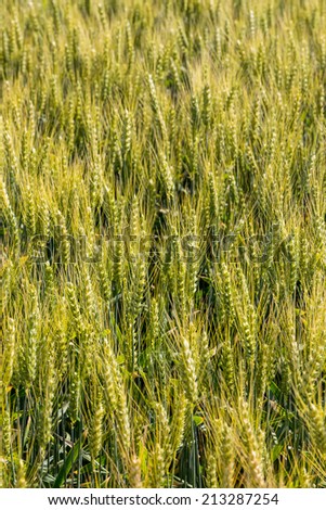 a corn field with barley ready for harvest. symbol photo for agriculture and healthy eating.
