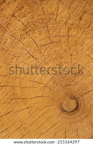 trees in a forest were re-cut in wood working. natural, energy-friendly and sustainable heat.