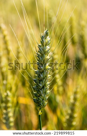 a corn field with barley ready for harvest. symbol photo for agriculture and healthy eating.