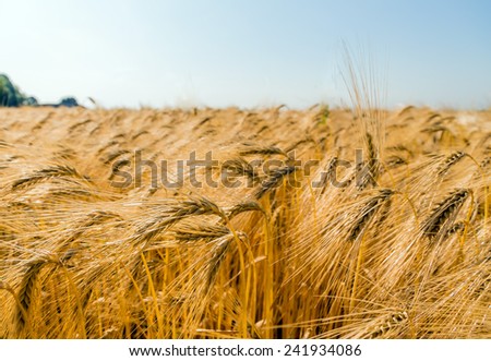 a corn field with barley ready for harvest. symbolic photo for agriculture and healthy eating.