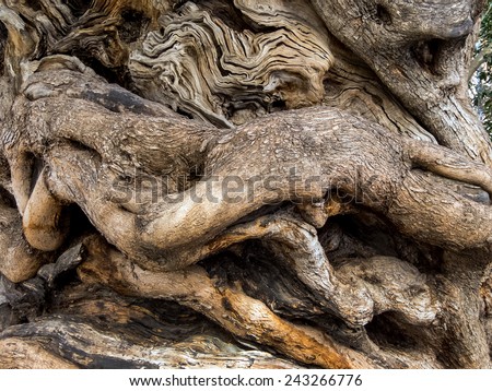 the trunk of a very old olive tree in palma, mallorca, spain