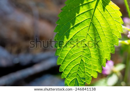 leaf in the sunshine, the symbol of summer, growth, networks