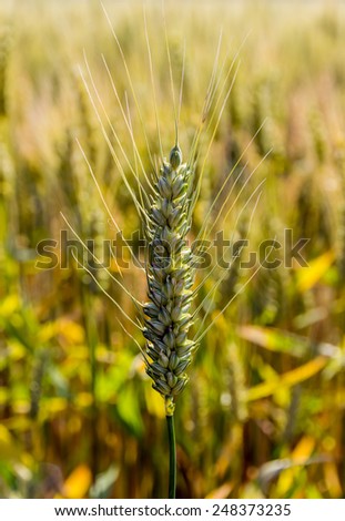 a corn field with barley ready for harvest. symbolic photo for agriculture and healthy eating