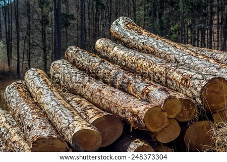 trees in a forest were recut in wood working. natural, energy-friendly and sustainable heat