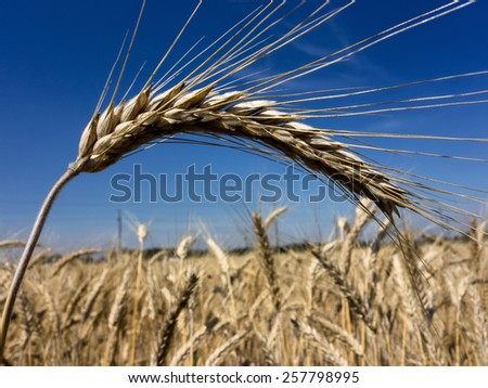 a box of cereal just before the harvest. grain fields in the summer.