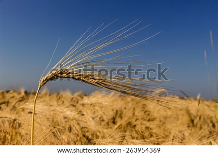 a corn field with barley ready for harvest. symbolic photo for agriculture and healthy eating.