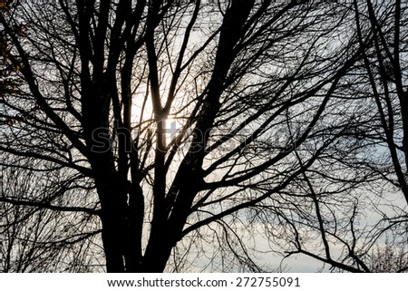 tree in the evening sun, season, change, melancholy,