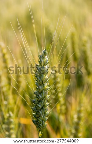 a cornfield with barley awaiting harvest. symbolic photo for agriculture and healthy eating.