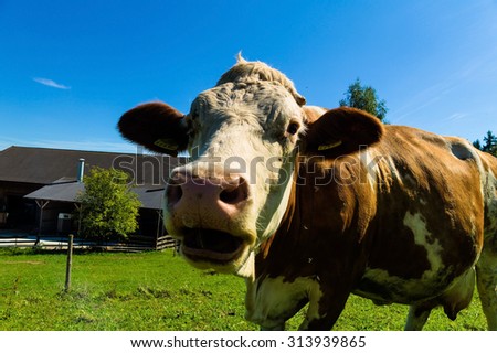dairy cow on the summer pasture, symbolfoto for milk production and organic farming
