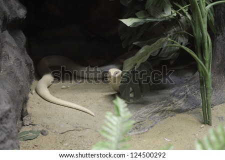 albino cobra snake