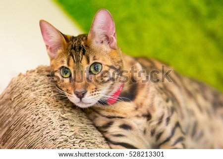 Bengal cat with yellow-green eyes in a red collar rests on Seats.