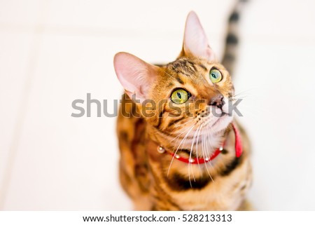 Bengal cat with green and yellow eyes in red collar sits on the floor.