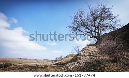 one tree at a dry hill