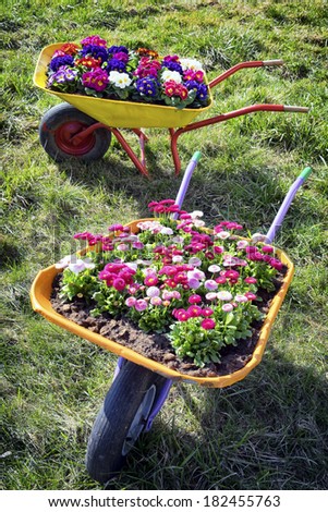 flowers in an old cart at a meadow