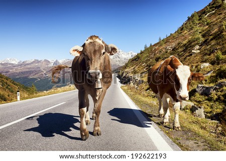 two cows at a country road in austria