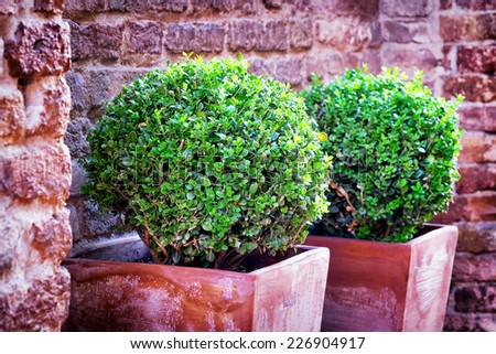 nice little bush in front of a wall
