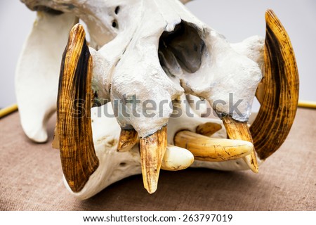 old skull of an animal