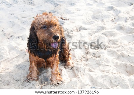 Lovely & dirty Dog sit on sand