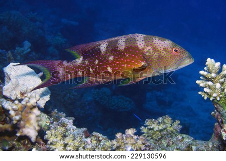 Coral Grouper Fish