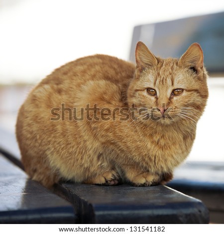 Orange cat (sitting orange cat)