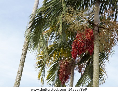 red palm fruit on the tree and leaf , tropical fruit
