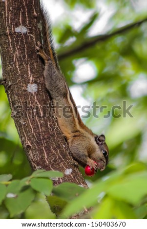 brown Thailand striped tree squirrel eating red jam fruit or calabura in hanging head posture