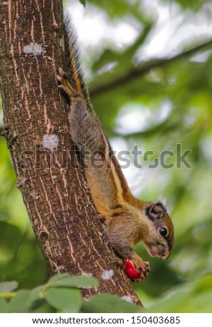 brown Thailand striped tree squirrel eating red jam fruit or calabura in hanging head posture