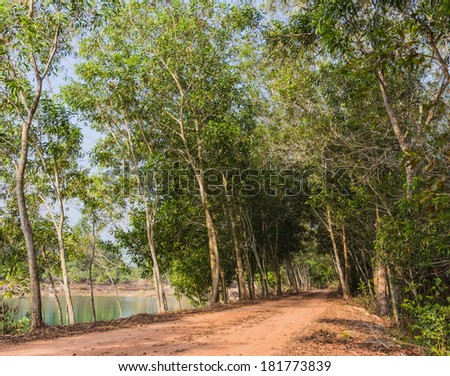 tropical green forest and road