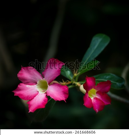closeup beautiful pink desert rose flower