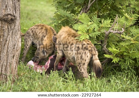Two angry hyenas are eating dead animal