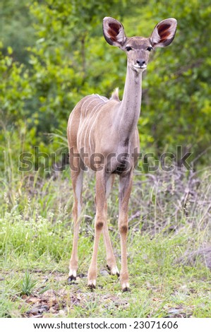 A female kudu, a large species of antelope, on a South African game farm